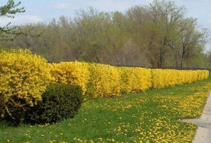 Ландшафт культурный 11