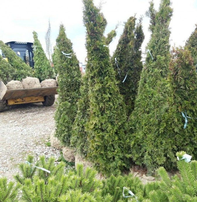Деревья 40